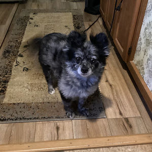 Meet your Posher, Steven